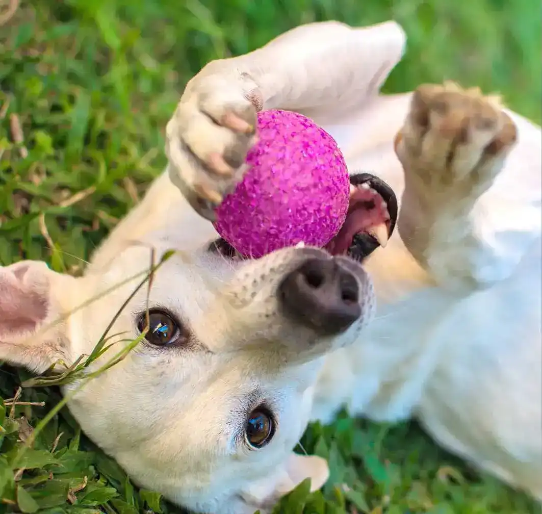 pet_place_Pet place e dog wash.webp